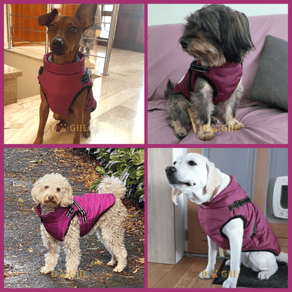 🐶3 in 1 Winter Waterproof Warm Dog Jacket With Built-in Harness