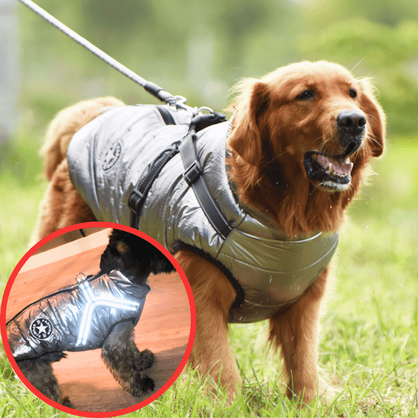 🐶3 in 1 Winter Waterproof Warm Dog Jacket With Built-in Harness