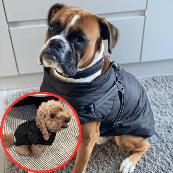 🐶3 in 1 Winter Waterproof Warm Dog Jacket With Built-in Harness