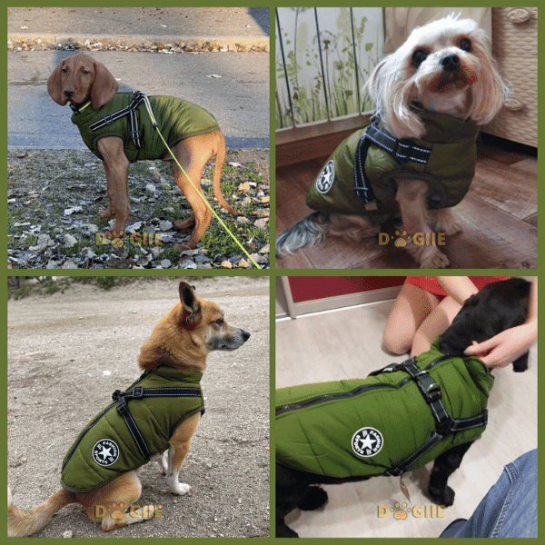 🐶3 in 1 Winter Waterproof Warm Dog Jacket With Built-in Harness